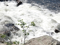 74316 - Vacation 2026 - Deerhurst - Kayaking the Oxtongue River to Marsh's Falls with John - Deb   Each New Day A Miracle  [  Understanding the Bible   |   Poetry   |   Story  ]- by Pete Rhebergen